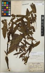 Foto von Salix korsakoviensis H. Lév.